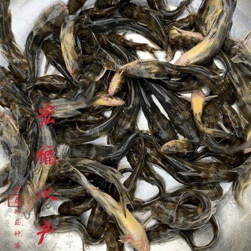 厂家出售黄骨鱼苗 送货上门