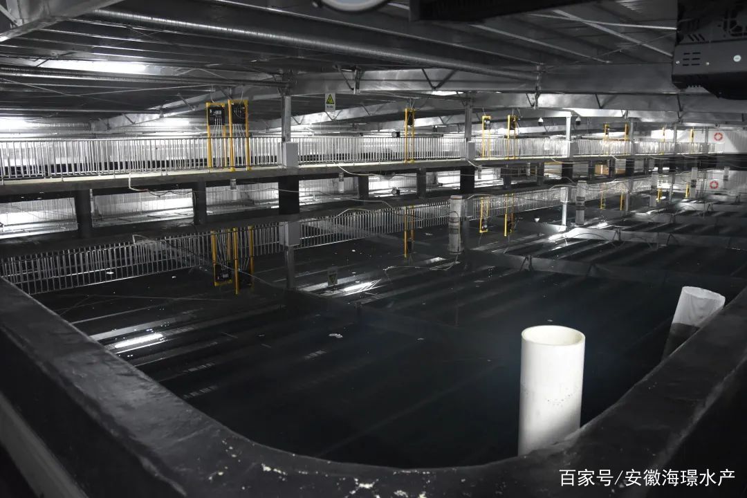 ras循环水工厂化养殖,能保证水产品安全吗?
